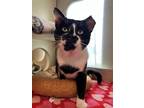 Adopt 2305-1216 Charles a Black & White or Tuxedo Domestic Shorthair / Mixed