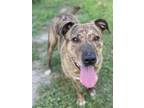 Adopt 2307-1549 Tigger a Brindle Mixed Breed (Large) / Mixed dog in Virginia