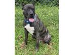 Adopt 2307-0611 Anaki a Brindle Mastiff / Mixed dog in Virginia Beach