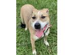 Adopt 2308-1523 Freya a Pit Bull Terrier / Mixed dog in Virginia Beach