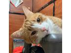 Adopt Chloe a Orange or Red (Mostly) Domestic Shorthair / Mixed (short coat) cat