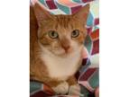 Adopt Bailey a Orange or Red (Mostly) Domestic Shorthair / Mixed (short coat)