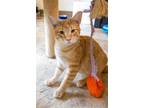 Adopt Nosey (FCID# 07/17/2023 - 46 Trainer) a Orange or Red (Mostly) Domestic