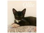 Adopt Ollie (FCID# 6/15/2023-107) a Black & White or Tuxedo Domestic Shorthair /