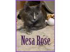 Adopt Nesa Rose (FCID# 05/04/2023-49) a Tortoiseshell Domestic Shorthair / Mixed