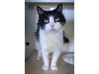 Adopt Eloise (FCID# 06/05/2023 - 35 Trainer) C a Black & White or Tuxedo