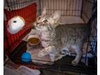 Adopt Bandit (FCID# 07/19/2023 - 52 Trainer) C a Gray, Blue or Silver Tabby