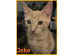 Adopt Jake (FCID# 06/06/2023 – 138) a Orange or Red Domestic Shorthair / Mixed