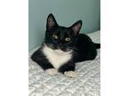 Adopt Wren (FCID# 06/26/2023 - 11) DC a Black & White or Tuxedo Domestic