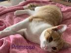 Adopt Primrose (FCID# 07/06/2023 - 98 Brookhaven PS) C a Orange or Red (Mostly)