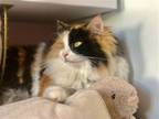 Adopt Lulu (prev candy) a Calico or Dilute Calico Maine Coon / Mixed (long coat)