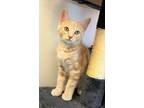 Adopt Kitten Puck a Tan or Fawn Tabby Domestic Shorthair / Mixed (short coat)