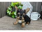 Yorkshire Terrier Puppy for sale in Fort Wayne, IN, USA