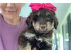 Aussiedoodle Puppy for sale in Fayetteville, AR, USA