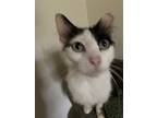 Adopt Emily Bronte a Black & White or Tuxedo Domestic Longhair / Mixed (long