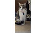 Adopt Dori a Calico or Dilute Calico Domestic Mediumhair / Mixed (medium coat)