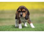 Beagle Puppy for sale in Joplin, MO, USA