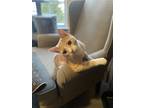 Adopt Pew Pew (with Tucker) a Tan or Fawn Domestic Shorthair / Mixed cat in