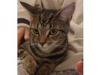 Adopt Ace of Hearts a Brown Tabby Domestic Shorthair / Mixed cat in