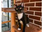 Adopt Scully a Black (Mostly) Domestic Shorthair / Mixed cat in Phillipsburg
