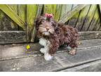 Havanese Puppy for sale in Springfield, MO, USA