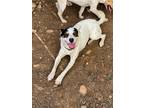 Adopt Durian a Tricolor (Tan/Brown & Black & White) Jack Russell Terrier / Welsh