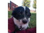 Adopt Lexus a Black - with White Spaniel (Unknown Type) / Dachshund / Mixed dog