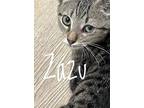 Adopt Zazu a Domestic Mediumhair / Mixed cat in Brookeville, MD (38629989)