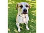 Adopt Bella a White - with Tan, Yellow or Fawn Mixed Breed (Large) / Mixed dog
