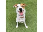 Adopt Ginny a Brown/Chocolate - with White Collie / Mixed dog in Dallas