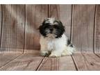 Shih Tzu Puppy for sale in Springfield, MO, USA