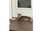 Adopt Chloe a Brown Tabby Domestic Shorthair / Mixed (short coat) cat in