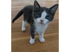 Adopt Sam a Gray or Blue (Mostly) Domestic Shorthair / Mixed (short coat) cat in