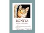 Adopt Bonita a Cream or Ivory Domestic Shorthair / Mixed (short coat) cat in