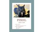 Adopt Pixel a All Black Domestic Shorthair / Mixed (short coat) cat in Herndon