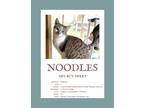Adopt Noodles a Brown Tabby Domestic Shorthair / Mixed (short coat) cat in
