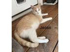Adopt Jesse a Orange or Red (Mostly) Domestic Shorthair / Mixed (short coat) cat