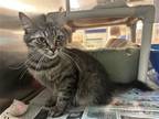 Adopt Maggie a Domestic Mediumhair / Mixed (medium coat) cat in Herndon