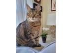 Adopt Wilma (& Peter) bonded a Domestic Shorthair / Mixed (short coat) cat in