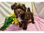 Havanese Puppy for sale in Springfield, MO, USA