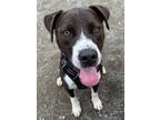 Adopt Perfect Pretty Boy Pablo a Black Labrador Retriever dog in Portland