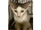Adopt Donald a Gray or Blue (Mostly) Domestic Shorthair / Mixed (short coat) cat