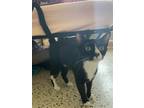 Adopt Precious a Black & White or Tuxedo Domestic Shorthair / Mixed (short coat)