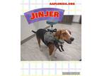 Adopt Jinjer a Brown/Chocolate - with White Treeing Walker Coonhound / Mixed dog