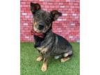 Adopt Rocco a Brown/Chocolate Dachshund / Corgi / Mixed dog in Corona