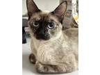 Adopt Queen Serafina a Cream or Ivory Siamese (short coat) cat in Escondido