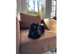 Adopt Batman a All Black Domestic Shorthair / Mixed cat in Kennesaw