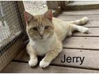 Adopt Jerry a Orange or Red Domestic Shorthair / Mixed (short coat) cat in