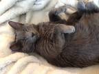 Adopt Blue/ smart, loves people a Gray or Blue Domestic Shorthair (short coat)