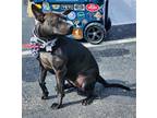 Adopt Ashanti a American Pit Bull Terrier / Mixed dog in Germantown